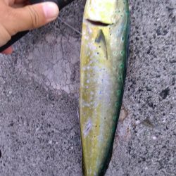 ダイソージグでもペンペン