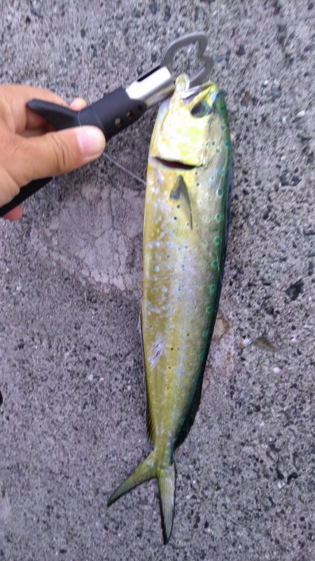 ダイソージグでもペンペン