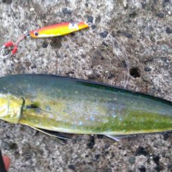 ヤズのちペンペン