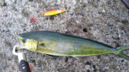 ヤズのちペンペン