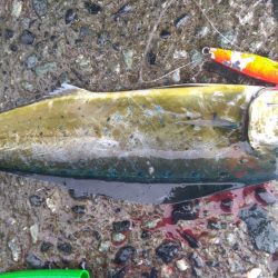 カマスのちペンペンシイラ