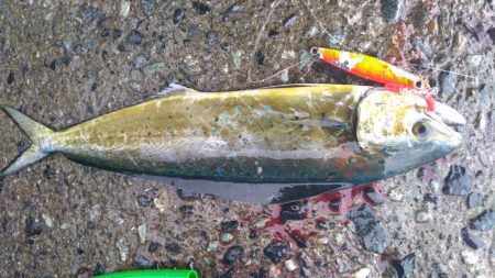 カマスのちペンペンシイラ