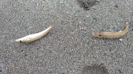 チョイ投げでシロギス