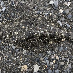 アオリイカまだまだ