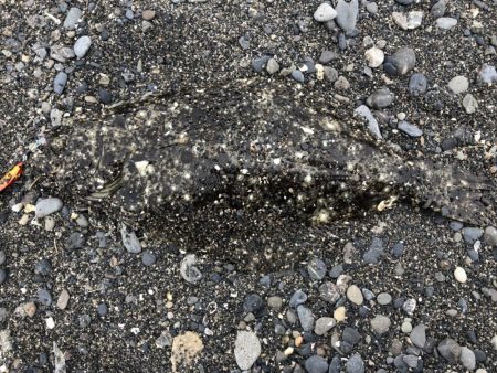 アオリイカまだまだ