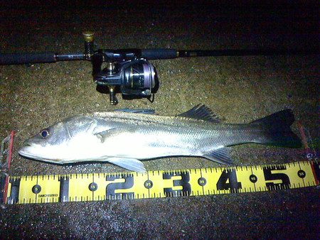 シーバスよりチヌの方が活性が高めか？