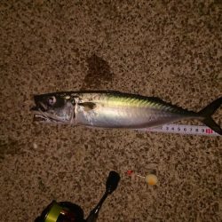 アジングからのサバゲー。