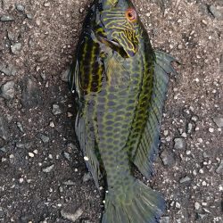 寝坊して昼から・・・