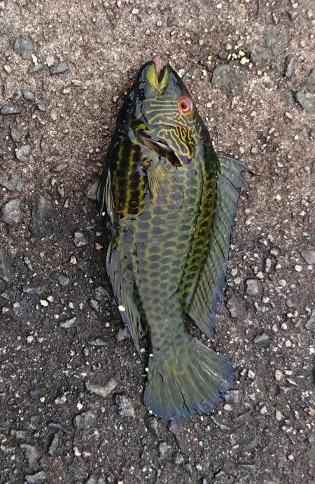 寝坊して昼から・・・