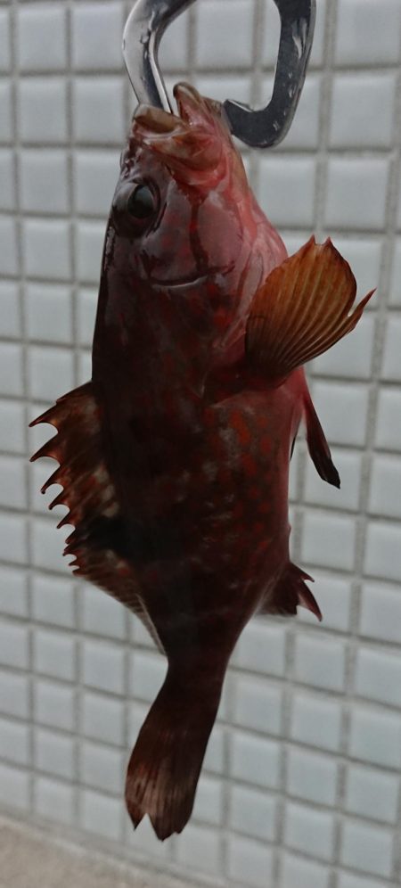 ヤル気満々イカ