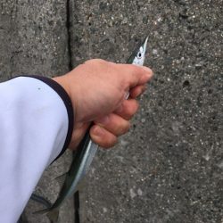 武庫川尻のサヨリ釣り開幕