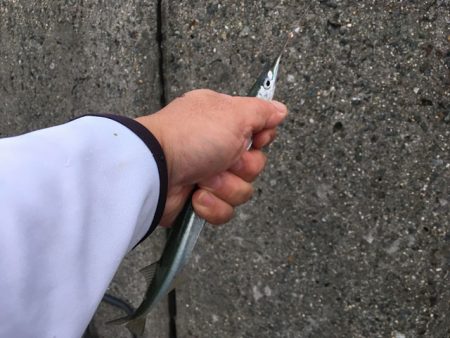 武庫川尻のサヨリ釣り開幕