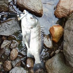 チヌ　トップ好調