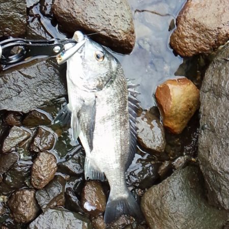 チヌ　トップ好調