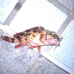 アジングでアジをやっと釣る事が出来ました。