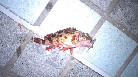 アジングでアジをやっと釣る事が出来ました。