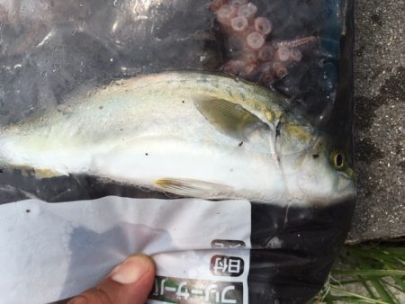 今日もタコ　ツ抜け