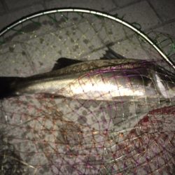 宇部波止　タコ