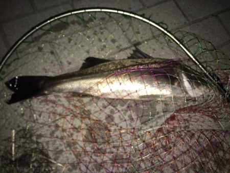 宇部波止　タコ