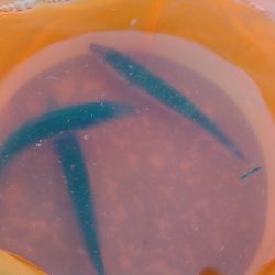 浜名湖 ライトゲーム