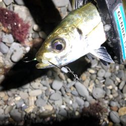 癒しのアジング