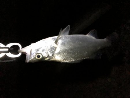 有田川シーバス