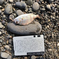 ライトタックルちょい投げ初‼︎