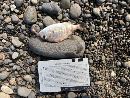 ライトタックルちょい投げ初‼︎