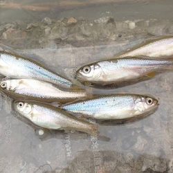 手長エビ・小魚 リレー釣り