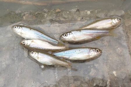 手長エビ・小魚 リレー釣り