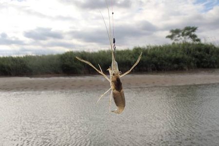 淀川 手長エビ