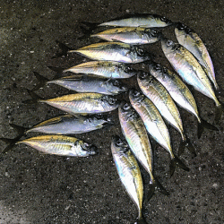 瀬戸内の島アジング(2019-8)