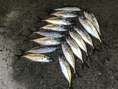 瀬戸内の島アジング(2019-8)