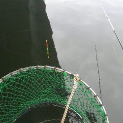 今年は不調・・・