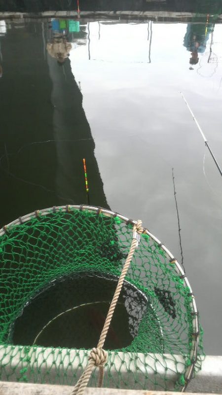 今年は不調・・・