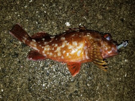 愛媛アジング遠征