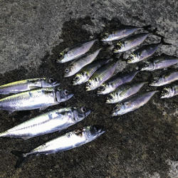 瀬戸内の島アジング（2019-9)