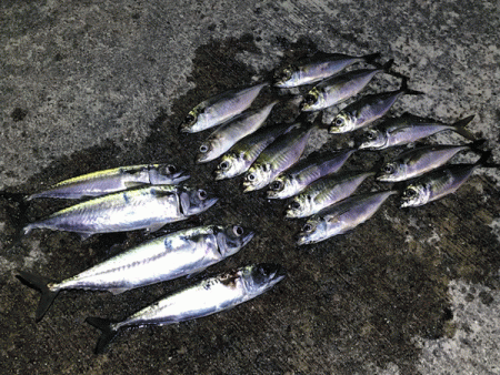 瀬戸内の島アジング（2019-9)