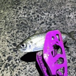 日本海アジング(2019-10)