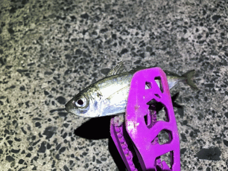 日本海アジング(2019-10)