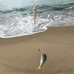 日本海キス釣り(2019-4)