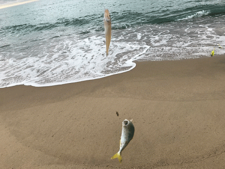 日本海キス釣り(2019-4)