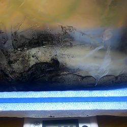 アオリイカまだ釣れます