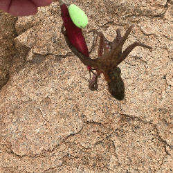 姫路タコ（2019-2）