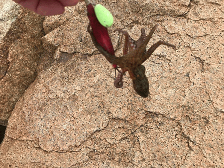 姫路タコ（2019-2）