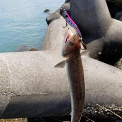 増水後の紀ノ川調査。写真はさば折り失敗…