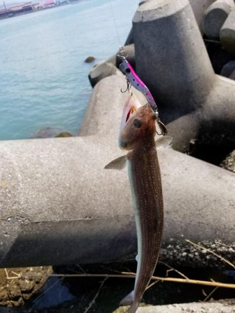 増水後の紀ノ川調査。写真はさば折り失敗…