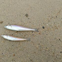 キス釣り　サイズがイマイチ