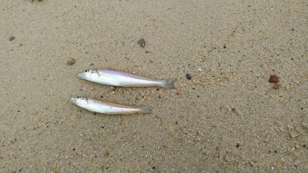 キス釣り　サイズがイマイチ