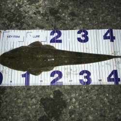 マゴチとセイゴ